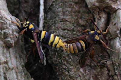 Sesia apiformis