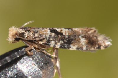 Nemapogon ruricolellus