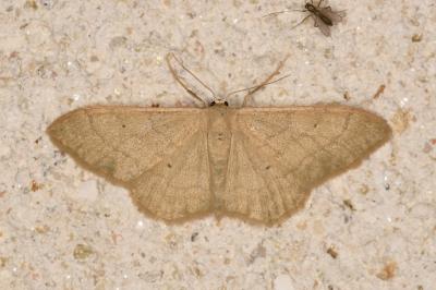 Idaea straminata