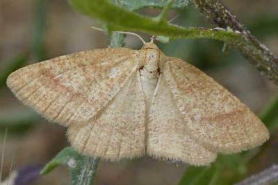 Aplasta ononaria
