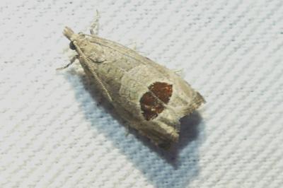 Notocelia uddmanniana