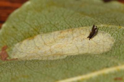 Phyllonorycter comparella