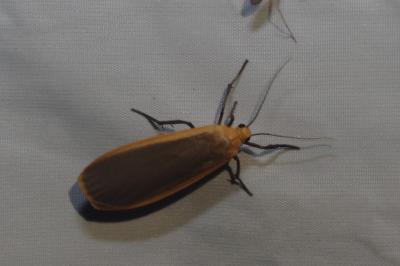 Katha depressa