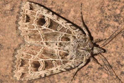 Naenia typica