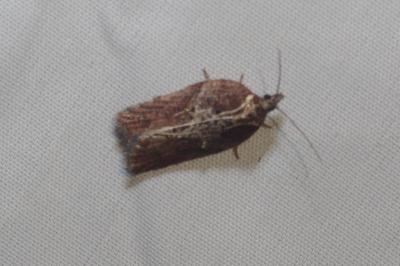 Acleris hastiana