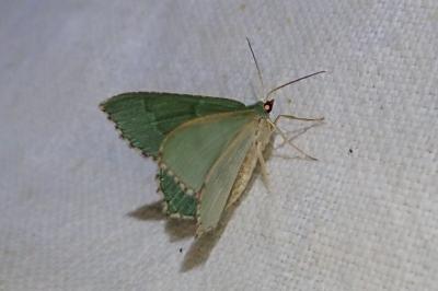 Hemithea aestivaria