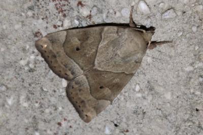 Cosmia trapezina
