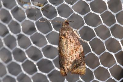 Ditula angustiorana