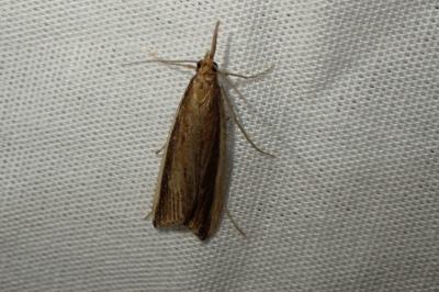 Donacaula mucronella