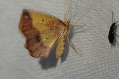 Epione repandaria