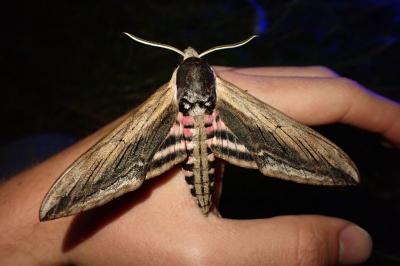 Sphinx ligustri