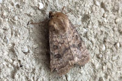 Hoplodrina octogenaria
