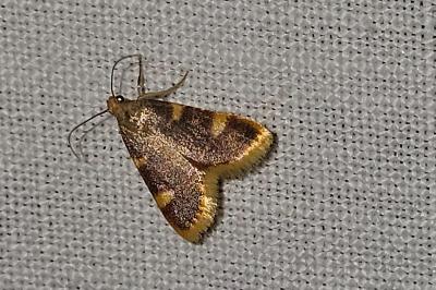 Hypsopygia costalis