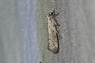 Yponomeuta padella