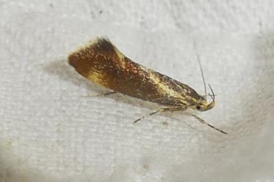 Metalampra italica
