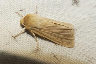Mythimna pallens