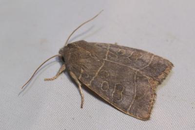 Ipimorpha subtusa