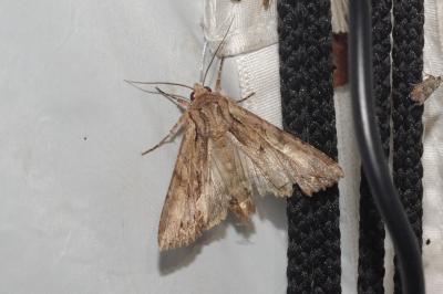 Apamea lithoxylaea