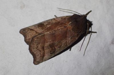 Ipimorpha retusa