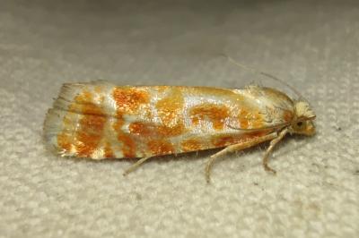 Rhyacionia buoliana