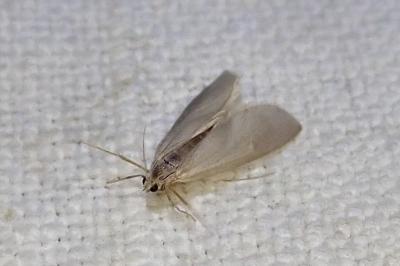 Acentria ephemerella