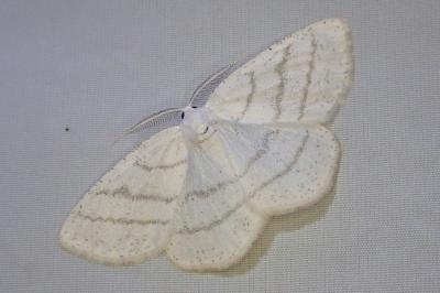 Cabera pusaria