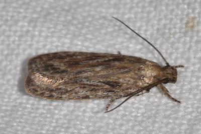Depressaria daucella