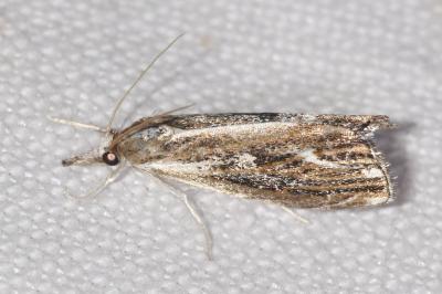 Catoptria verellus