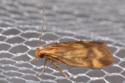 Mirificarma flavella