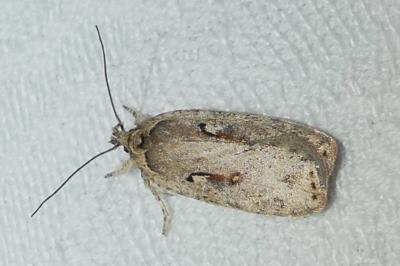 Agonopterix ocellana