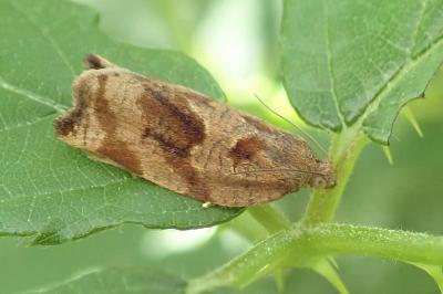 Archips crataegana