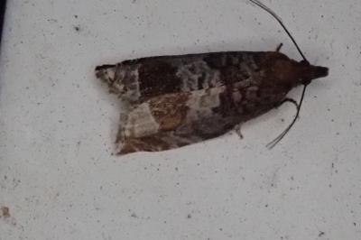Ancylis achatana