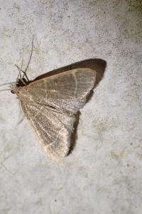 Hypsopygia glaucinalis