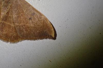 Watsonalla binaria