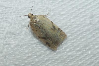 Clepsis spectrana