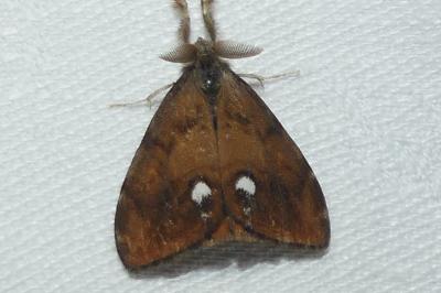 Orgyia antiqua