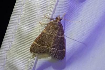 Hypsopygia glaucinalis