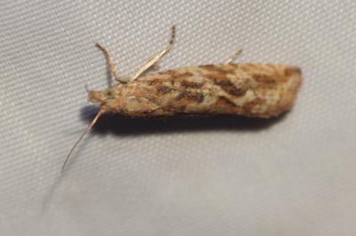 Bactra furfurana