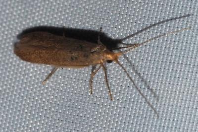 Coleophora lutipennella