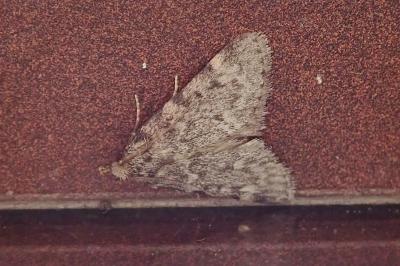 Aglossa pinguinalis