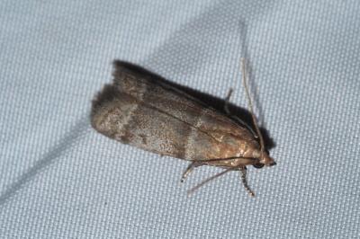 Vitula biviella