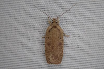 Agonopterix scopariella