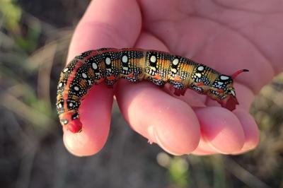 Hyles euphorbiae