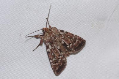 Lycophotia porphyrea