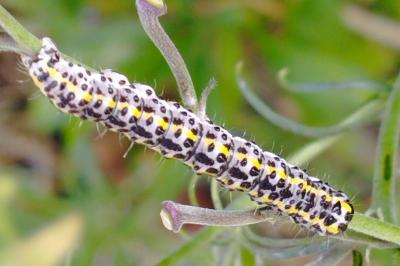 Periphanes delphinii