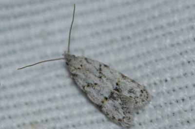 Symmoca signatella