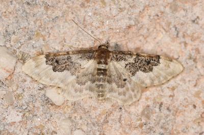Idaea rusticata