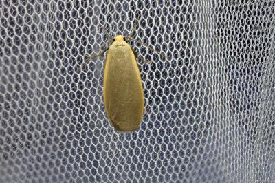 Collita griseola