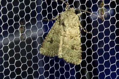 Anarta stigmosa