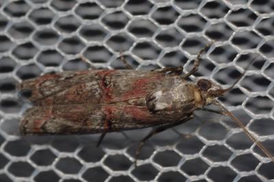 Pempelia palumbella